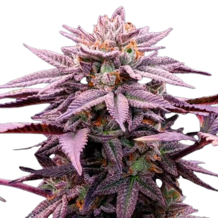 Semilla Choco OG x 5 semillas - Fotoperiódica