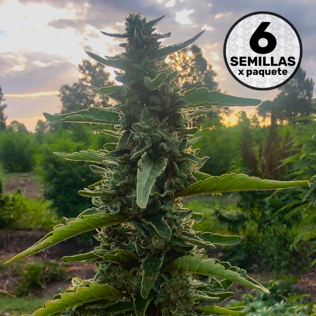 Camboya CHR Seeds x 6 semillas